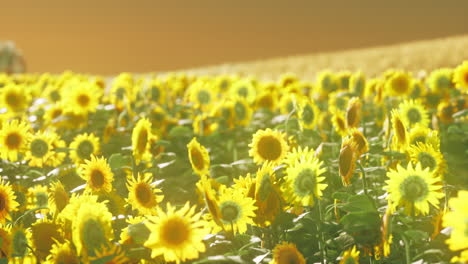 campo de girasoles en la dramática puesta de sol