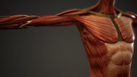 muscular system of human body animation