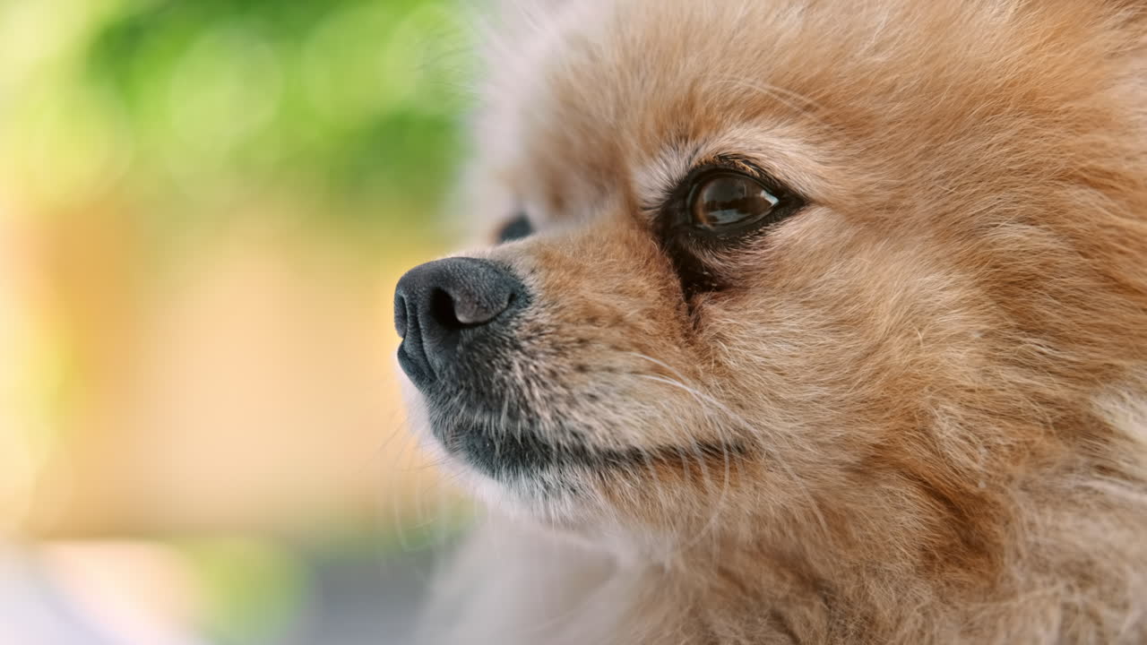 Pomeranian dog in the house garden looking at something