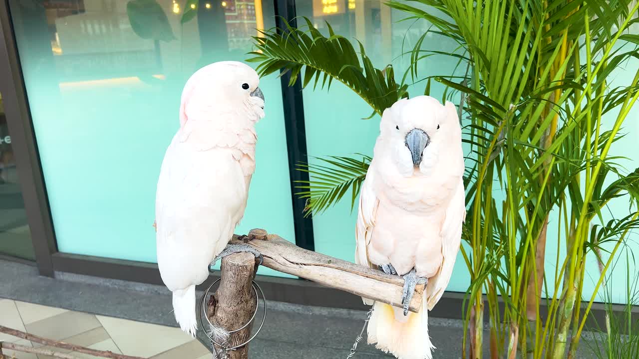 두 마리의 카카투가 울창한 초록색 근처에 서 있습니다.