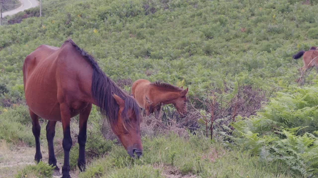 Wild horses with their foals grazing peacefully. Close up shot.