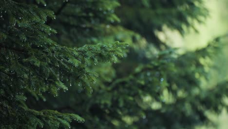 raindrops on the pine tree branches after the rain