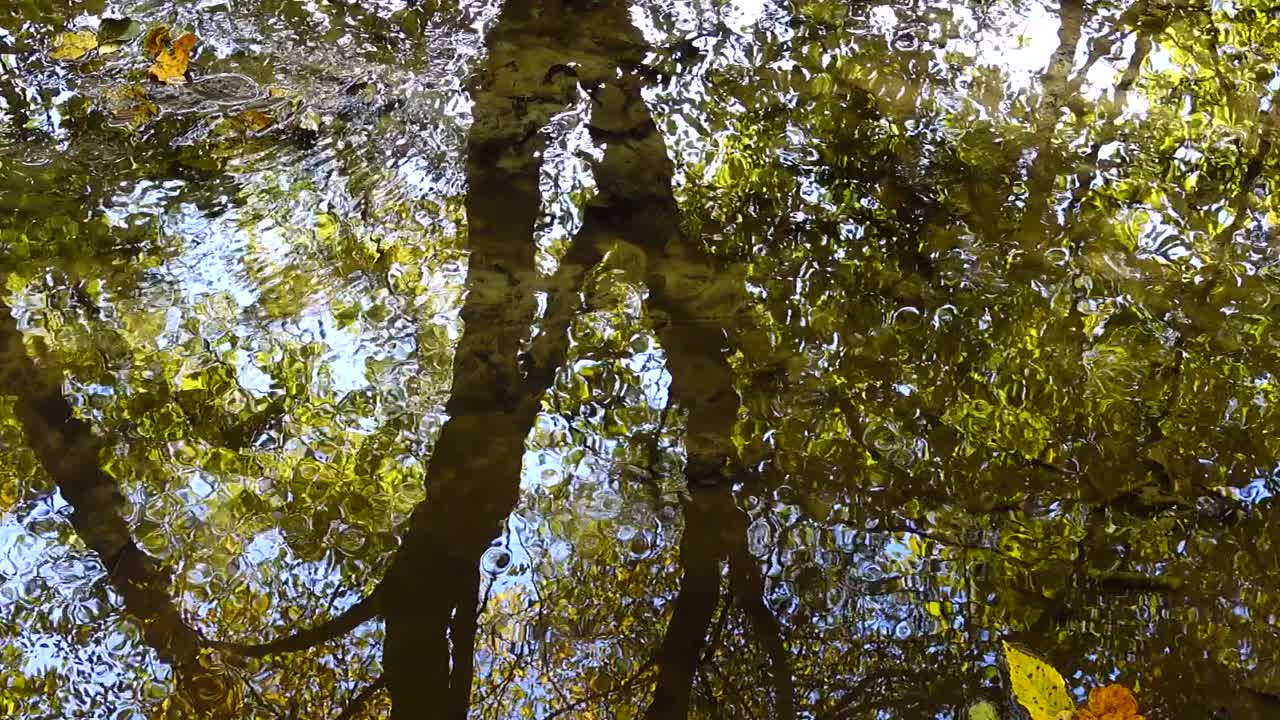 Ruscello nel bosco. Bosco autunnale.