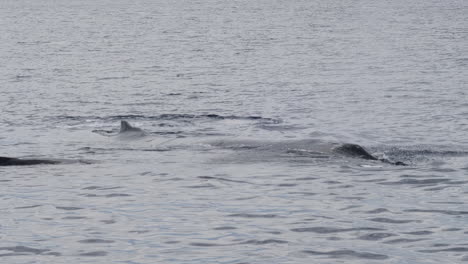 Vaina-De-Ballena-Jorobada-Emergiendo-Por-Aire-En-El-Océano,-Vista-De-4k-De-Mamíferos-Buceando