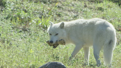 lobos en el bosque boreal canadiense