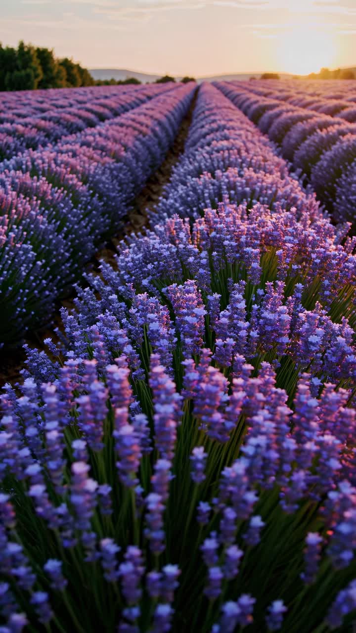 Aerial video captures a vibrant lavender field at sunset, showcasing rows of purple blooms