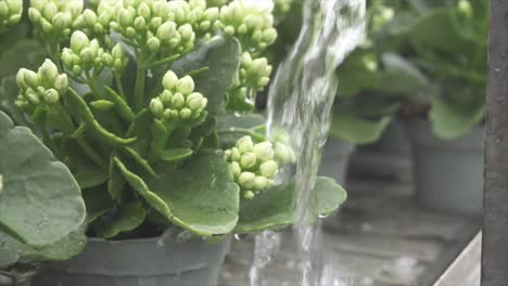 multiple white flowers getting water