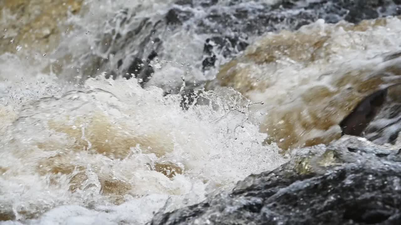 Large Wild Atlantic Salmon leaping against the current in a small river in Perthshire, Scotland- Static shot slow motion