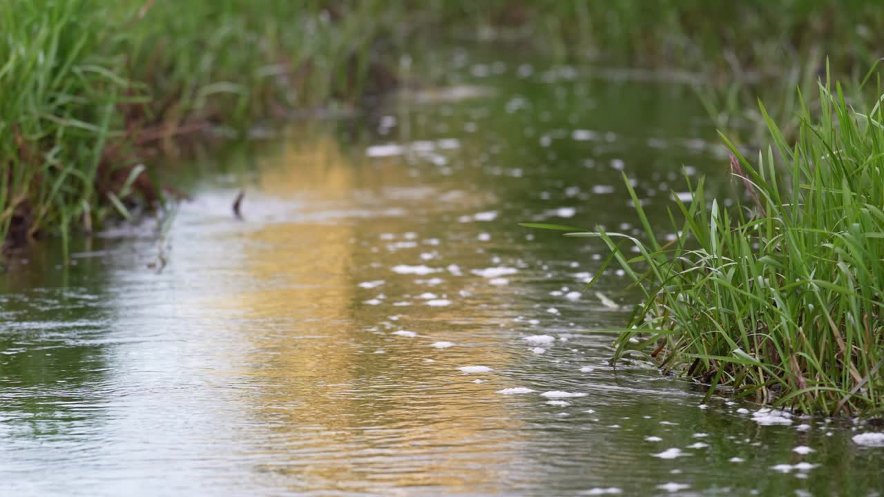 녹색 잔디로 흐르는 캐널의 근접한 전망.
