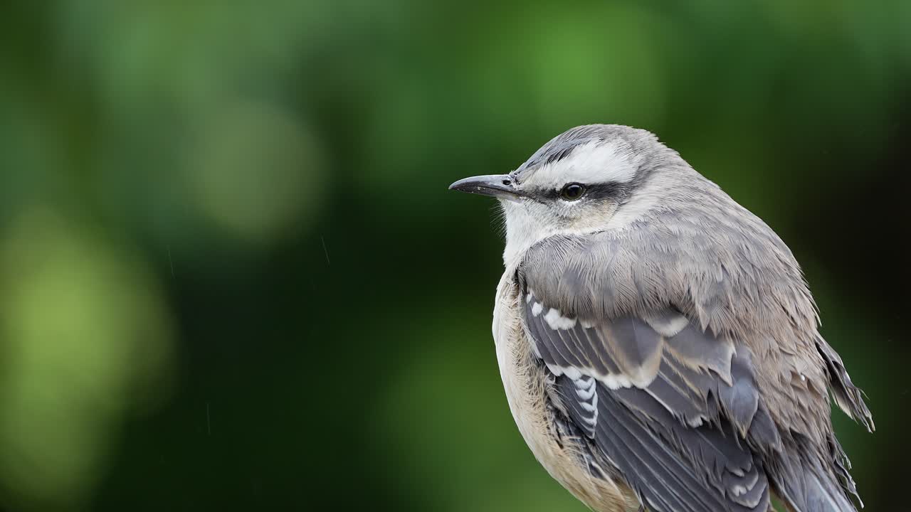 Close up of a Chalk-browed Mockingbird on a rainy day with blurred background