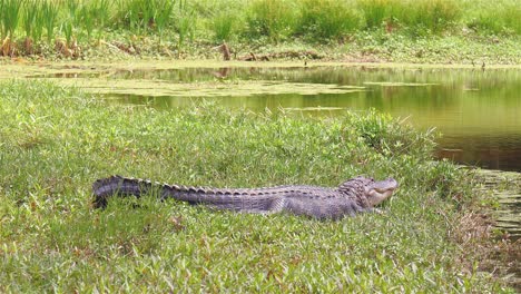 Cocodrilo-Grande-Yace-En-La-Hierba-Cerca-De-Un-Estanque-Público-En-Florida