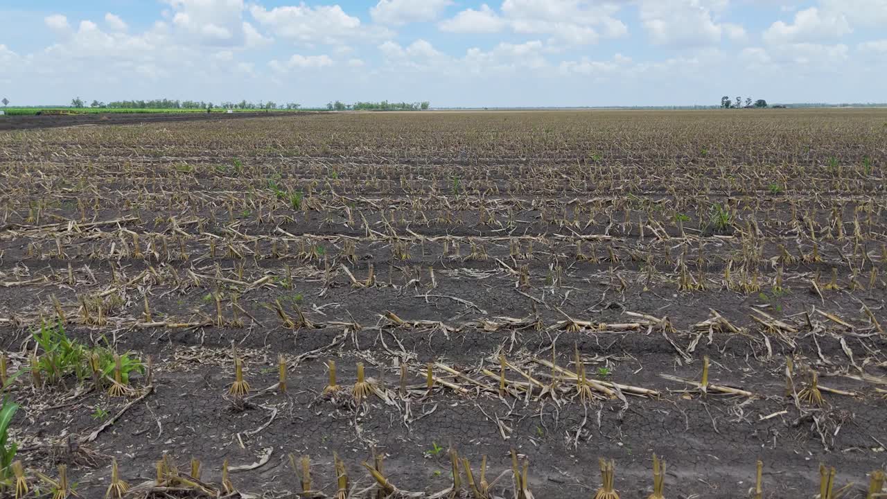 campo de maíz cosechado bajo un cielo azul claro