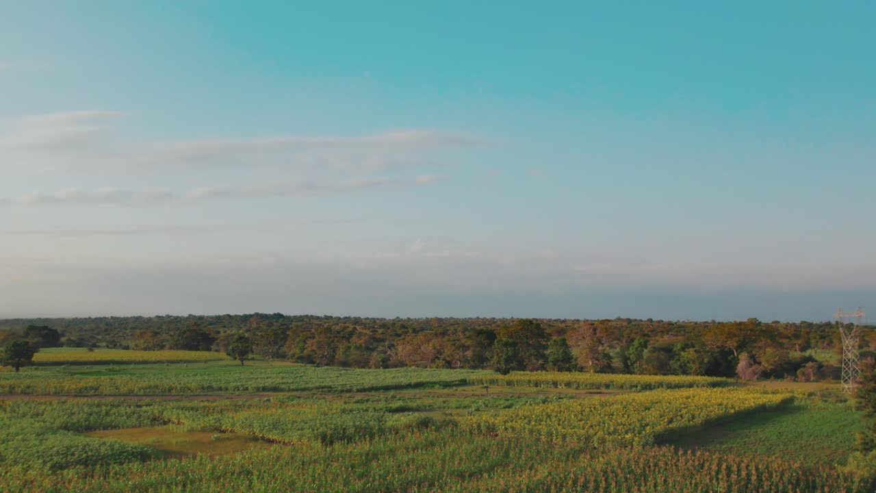 granja de girasol durante la puesta de sol con hojas verdes exuberantes en una granja en áfrica