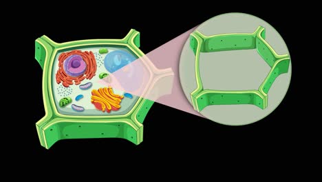 animation illustrating plant cell anatomy with focus on cell wall structure and organelles, using vibrant colors and smooth transitions
