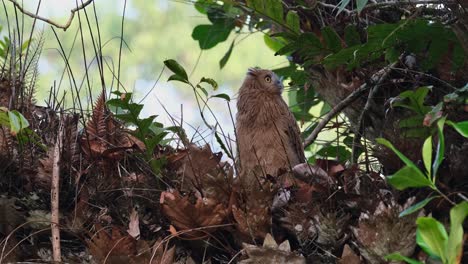 looking to the left then suddenly to the right interested of what's there, buffy fish-owl ketupa ketupu, juvenile, thailand