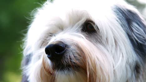 havanese looking around in park