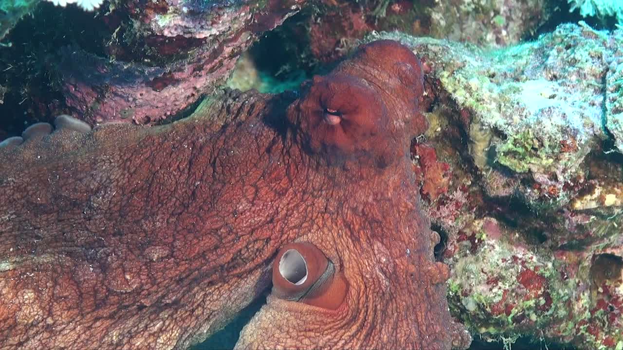 pulpo de arrecife súper cerca mostrando ojo y sifón