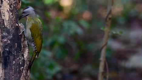 El-Pájaro-Carpintero-De-Cabeza-Gris-También-Se-Llama-Pájaro-Carpintero-De-Cara-Gris-Se-Encuentra-En-Muchos-Parques-Nacionales-En-Tailandia-Y-Es-Muy-Particular-En-La-Elección-De-Su-Hábitat-Para-Que-Prospere