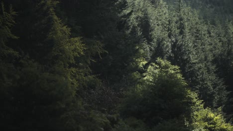 Licht-Fällt-Auf-Eine-Baumgrenze-Mit-Alten-Kiefern-Im-Vereinigten-Königreich