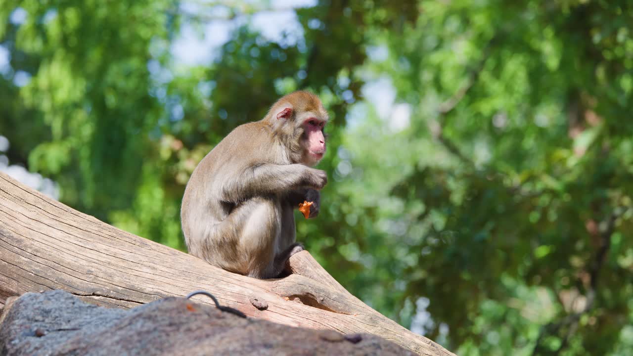 Rhesus macaque sits on log, eating fruit in bright daylight, surrounded by lush green forest