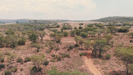 dirt road in african savannah with acacia trees and shrubs, drone shot