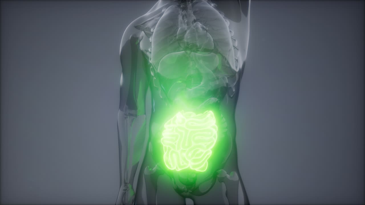 examen de radiología del intestino delgado humano