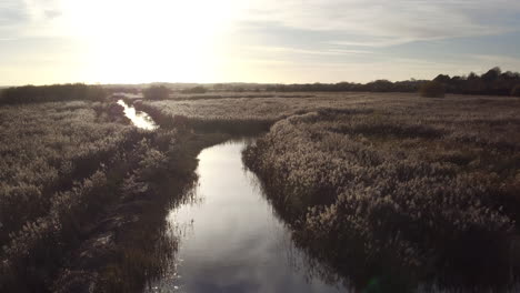 Aerial-view-low-drifting-shot-over-water-and-reed-beds-in-Stodmarsh-nature-reserve,-Kent,-UK-managed-by-natural-England