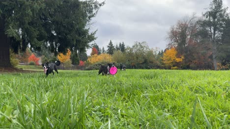 dogs playing frisbee in grassy park