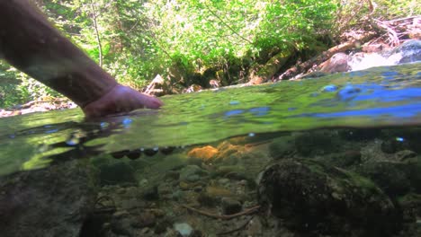 Shot-of-releasing-cutthroat-trout