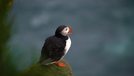 Ave-Marina-Salvaje-Del-Frailecillo-Atlántico-De-La-Familia-Auk-En-Islandia.