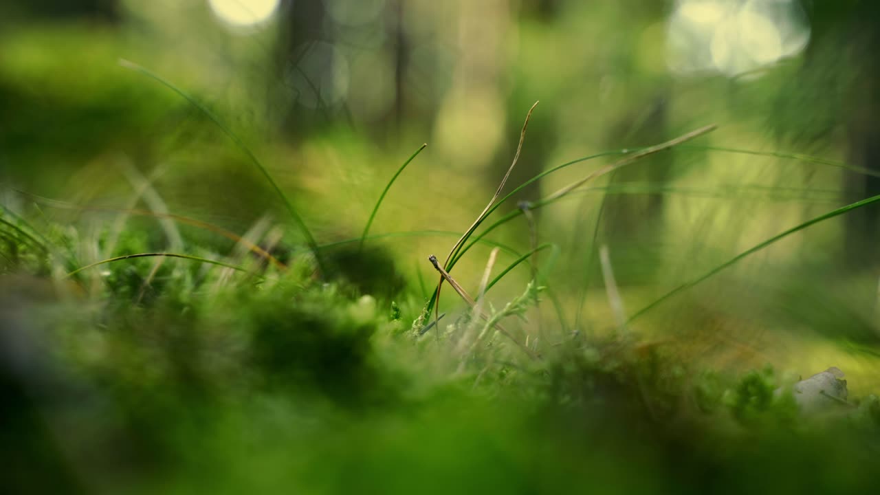 Raccolta manuale di funghi in una foresta.