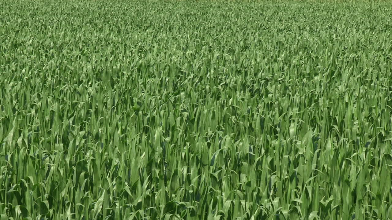 Corn plantation, the green plant in mid-growth moves with the wind