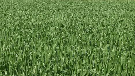 corn plantation, the green plant in mid-growth moves with the wind