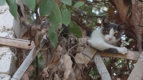 cat gripped on wooden fence exploring outdoors near tree branch