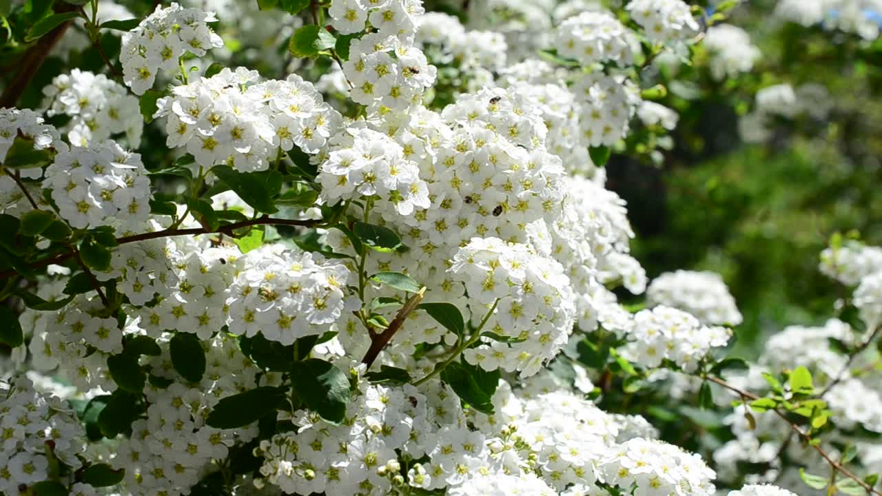 Spirea alpine spring flower - white flowering shrub. Bush in the spring