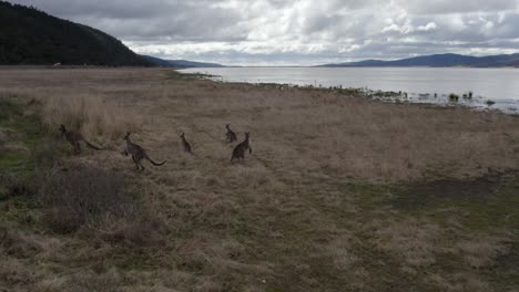 lake george - watching kangaroos