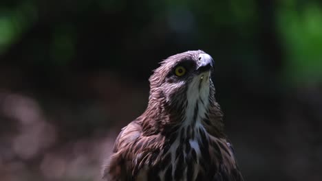 looking up on the right-hand side while the camera zooms out, pinsker's hawk-eagle nisaetus pinskeri, philippines