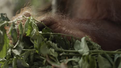 disparo de gimbal en movimiento de orangután en el nido del árbol