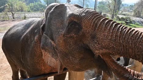asian elephants in a shelter