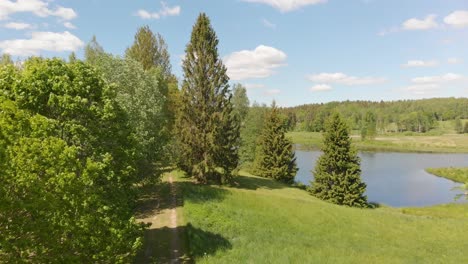 drone flyes forward between fir trees by lake, sunny peaceful morning