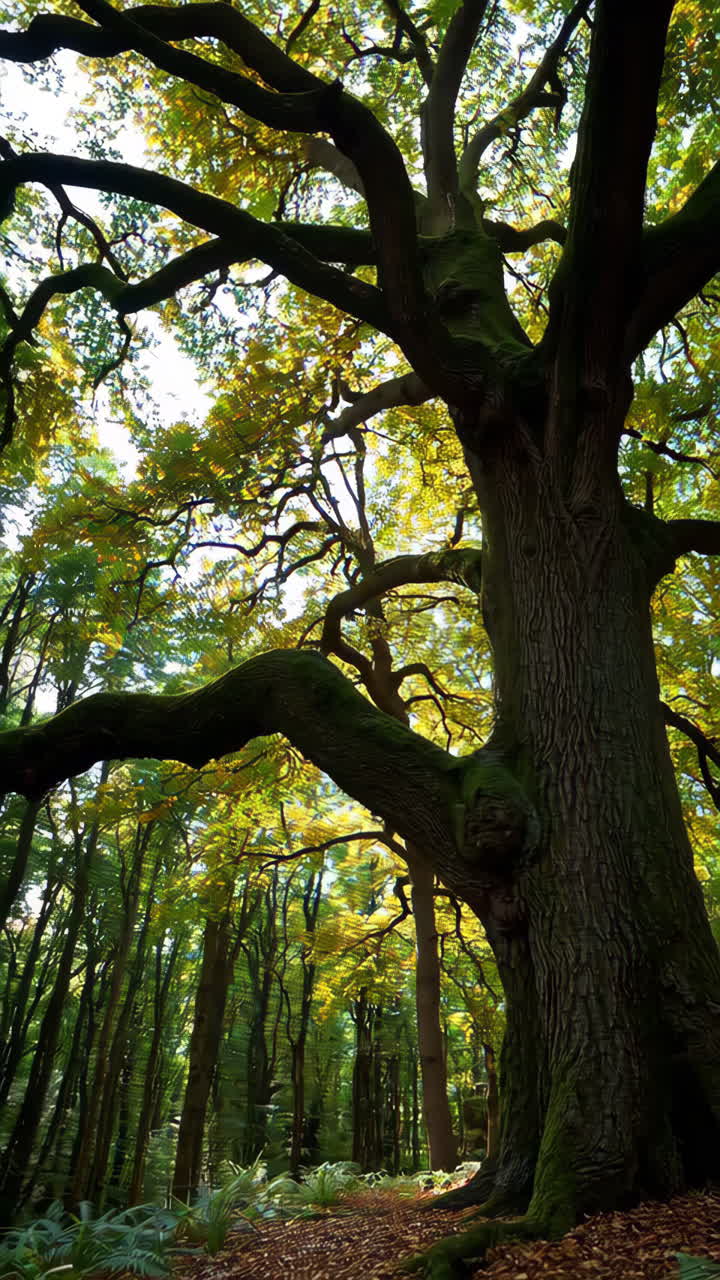 Majestic Old Tree in Autumn Forest