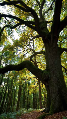 majestic old tree in autumn forest