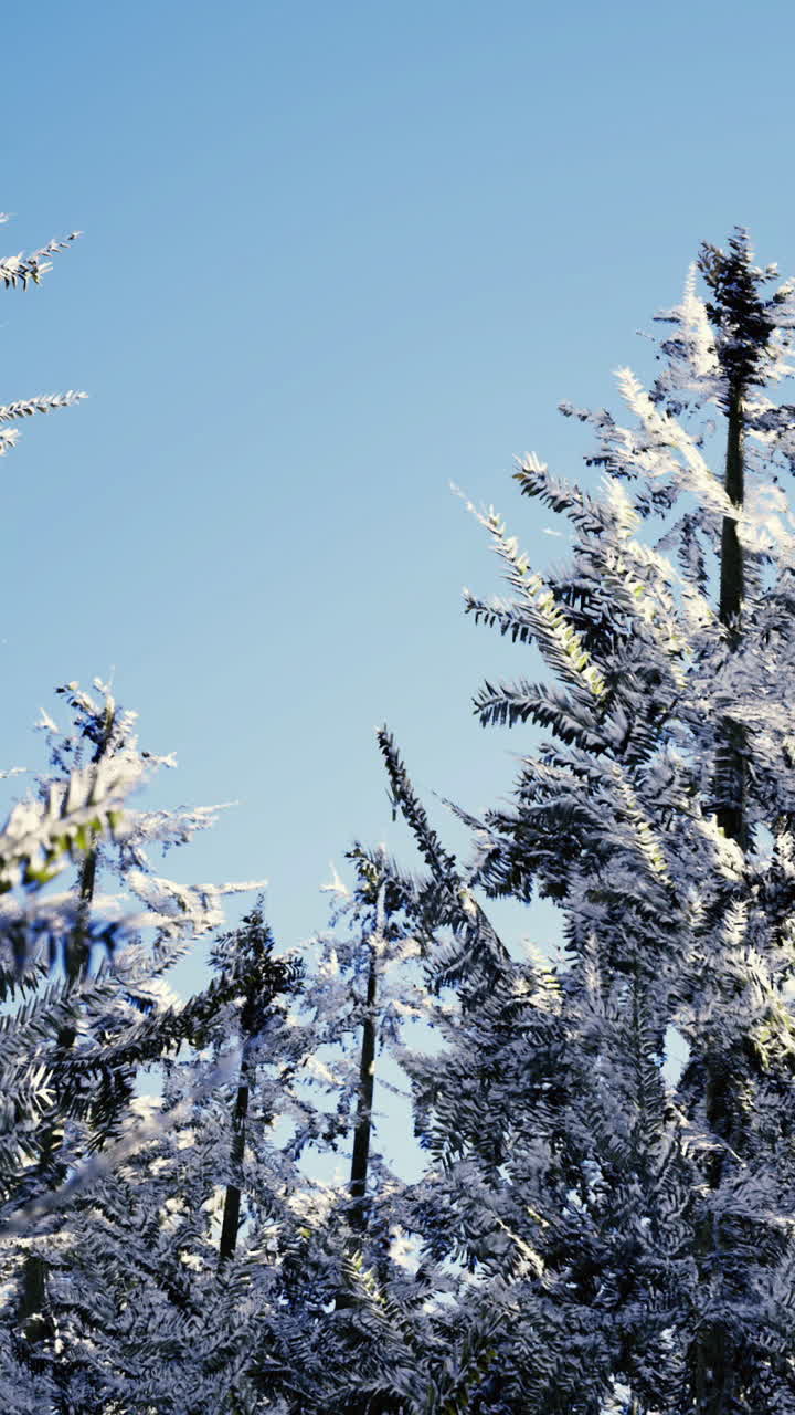 Winter trees covered with snow in a clear blue sky during daytime