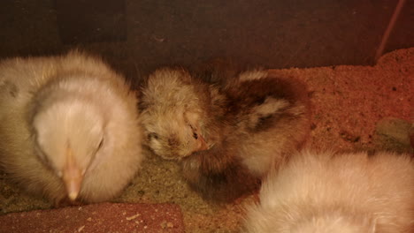 Baby-Chicken-Grooming-Itself-with-other-chickens-slow-motion