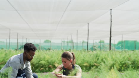teamwork in the greenhouse