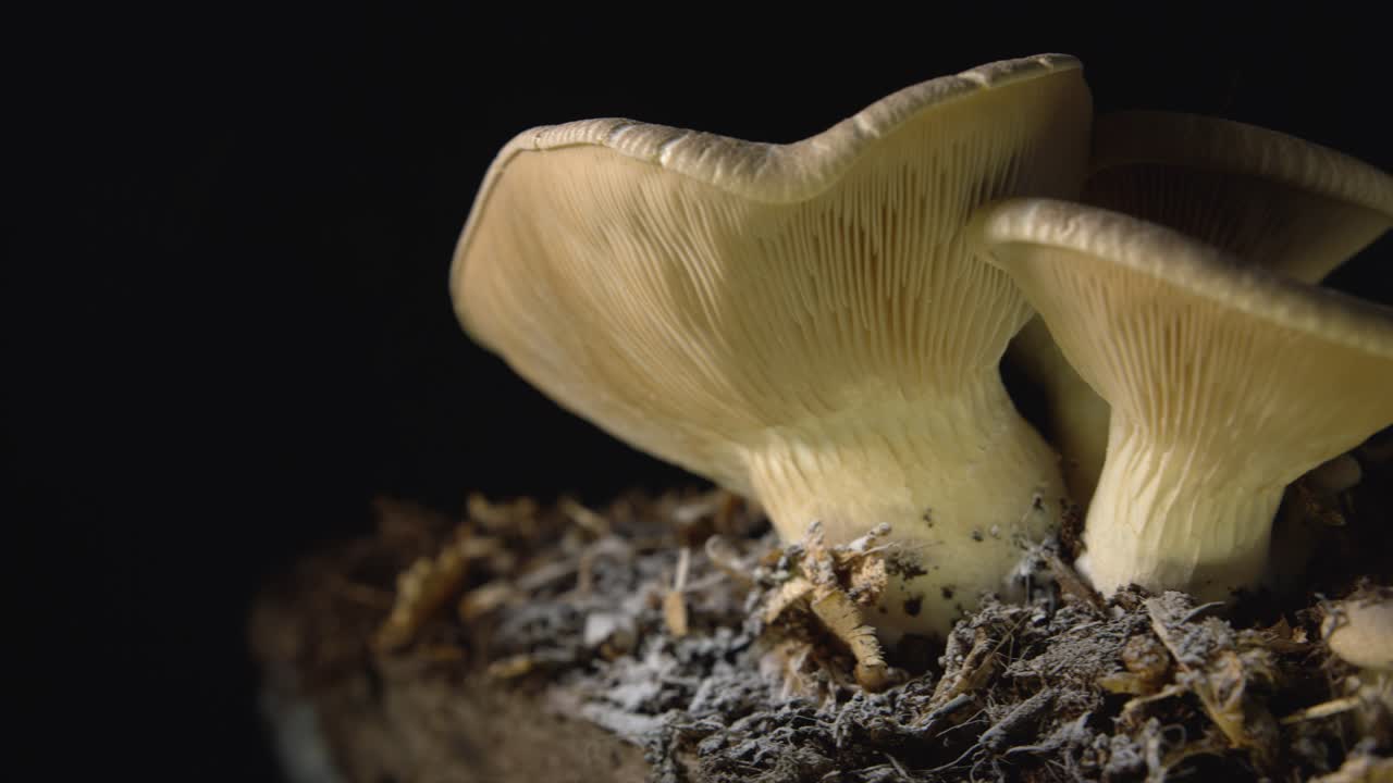 pan de izquierda a derecha cerca de un grupo de hongos comestibles aislado sobre fondo negro