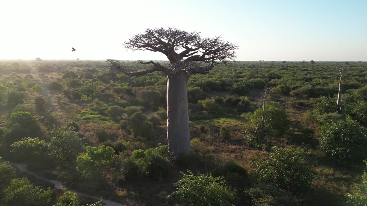 Toma aérea con dron elevándose sobre un árbol gigante solitario en la Avenida de los Baobabs, Morondava, Madagascar. Vista escénica de la flora endémica única que destaca en la verde naturaleza africana