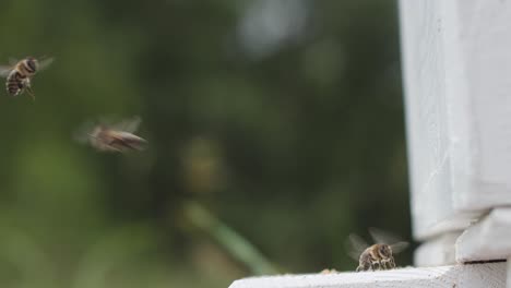 honey bees around a beehive entrance