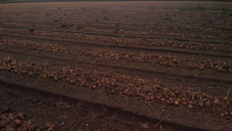low fly over view of onions in long rows after grubbing ready to be harvested from the farmland field