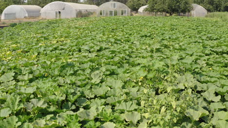 Organic-and-sustainable-green-lettuce-plantation,-in-a-pesticide-free-greenhouse-in-Pleasant-Valley,-California,USA-on-a-bright-sunny-day